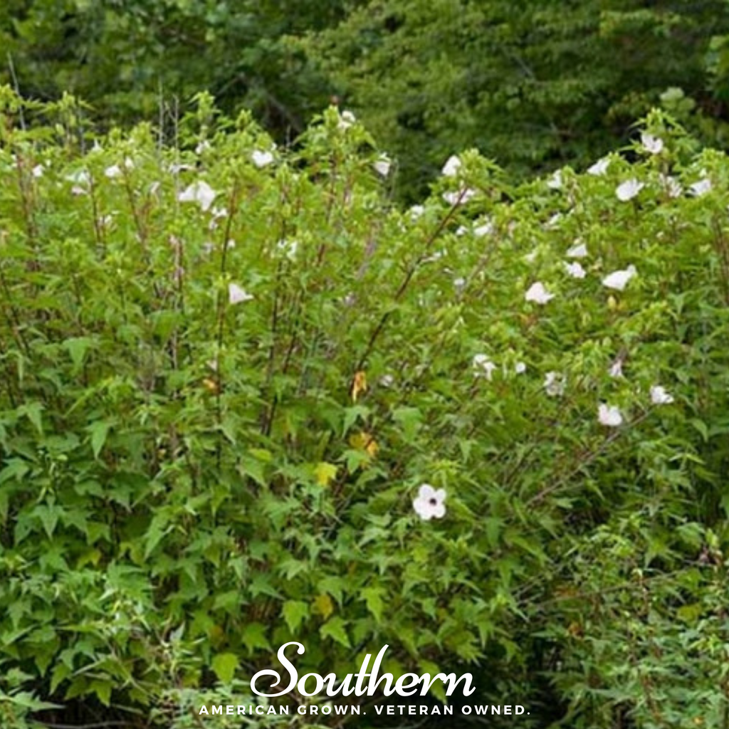 Hibiscus, Rose Mallow (Hibiscus militaris) - 25 Seeds - Southern Seed Exchange