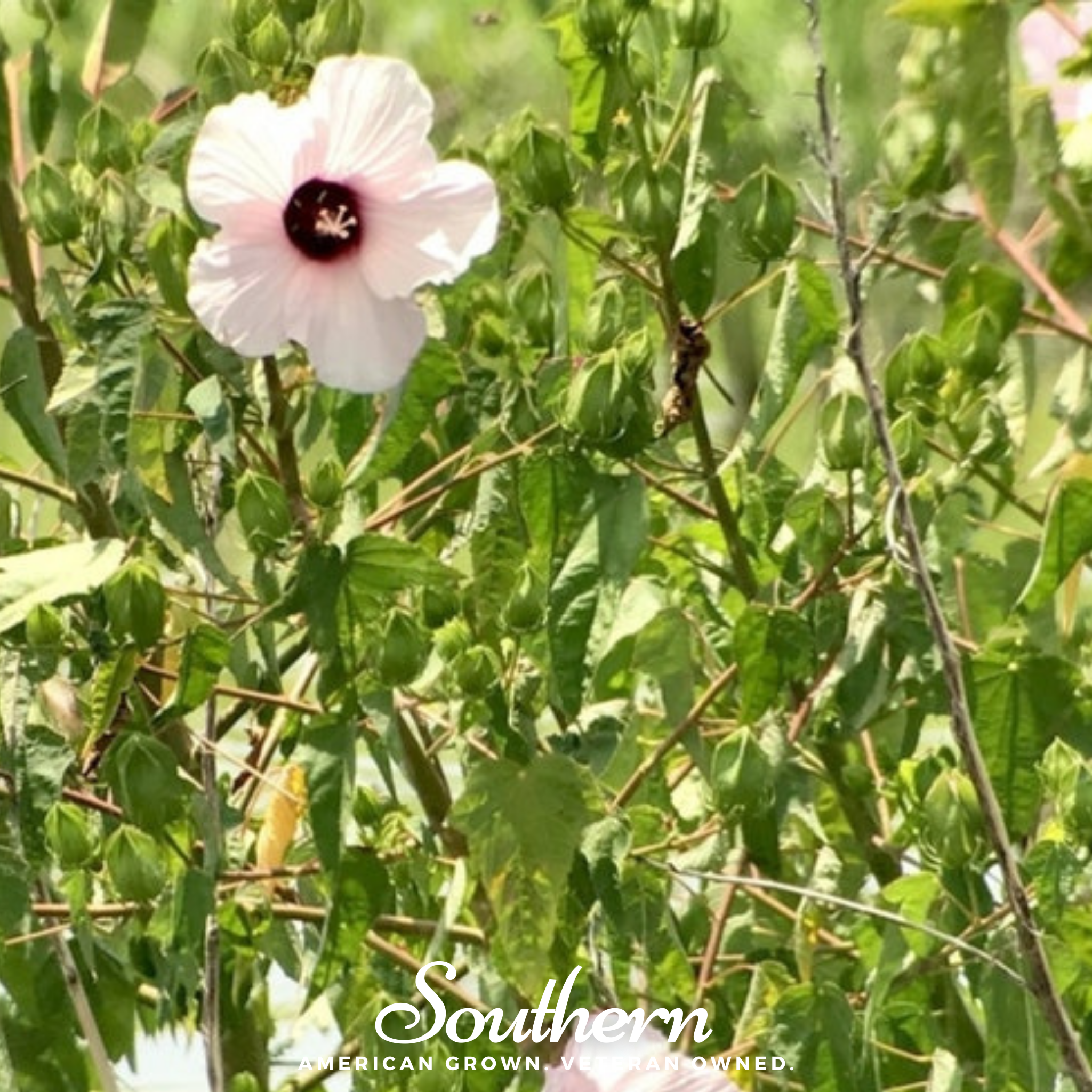 Hibiscus, Rose Mallow (Hibiscus militaris) - 25 Seeds - Southern Seed Exchange