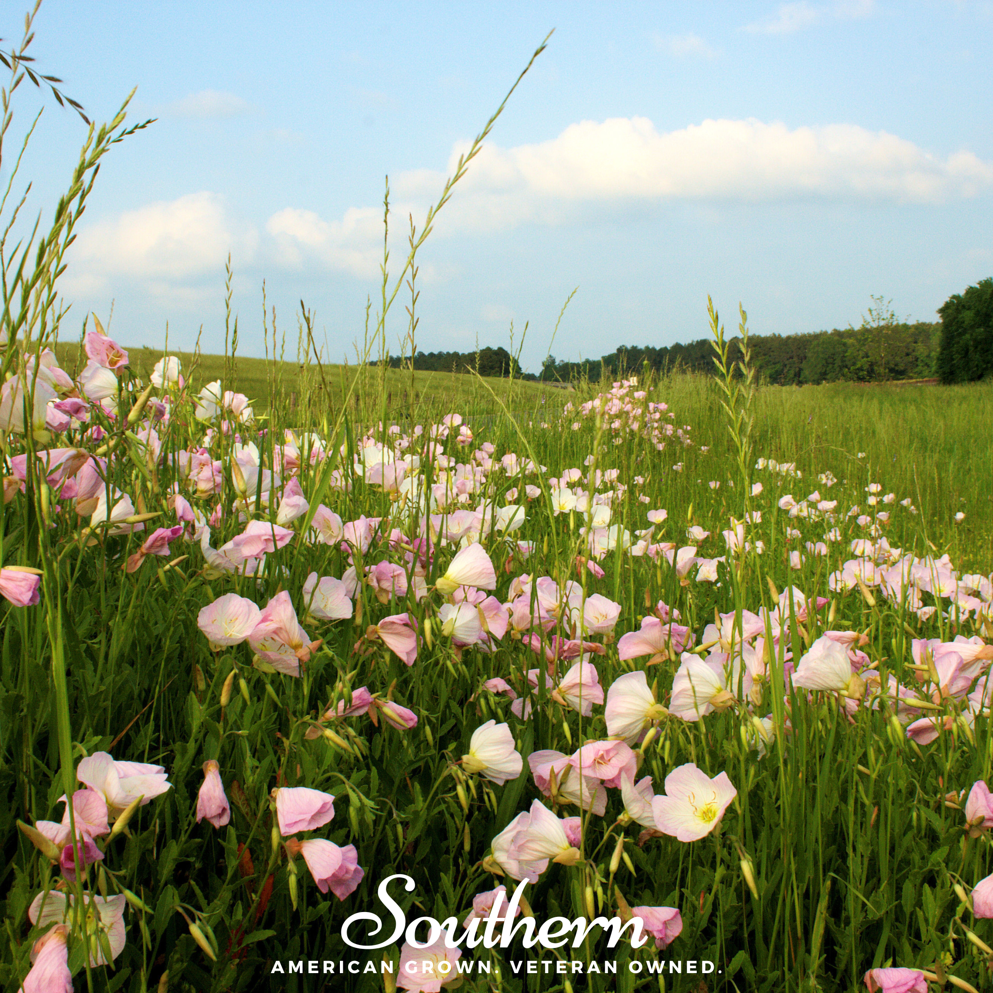 Evening Primrose, Showy (Pink Ladies) - (Oenothera speciosa) - 100 Seeds - Southern Seed Exchange