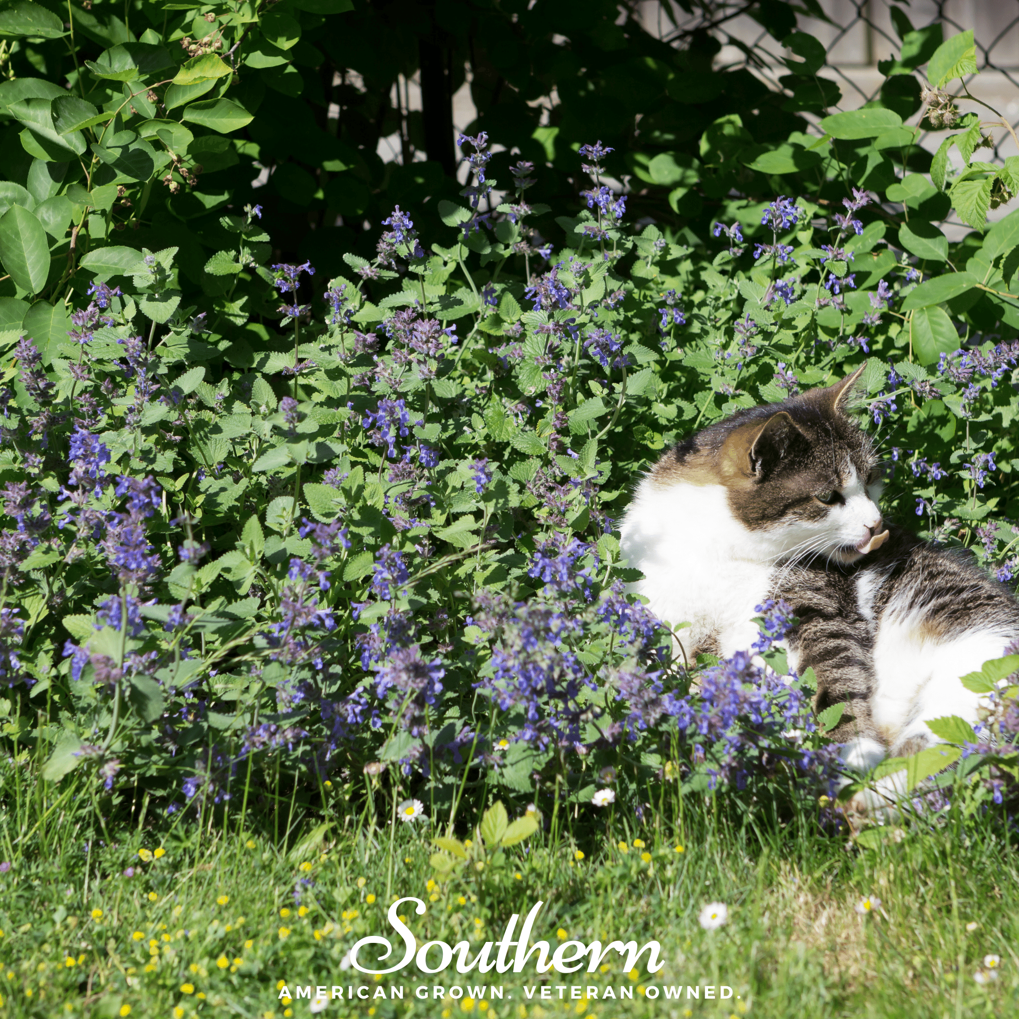 Catnip, Lemon (Nepeta cataria citriodora) - 250 Seeds - Southern Seed Exchange