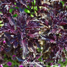 Basil, Purple Ruffles (Ocimum basilicum) - 250 Seeds - Southern Seed Exchange