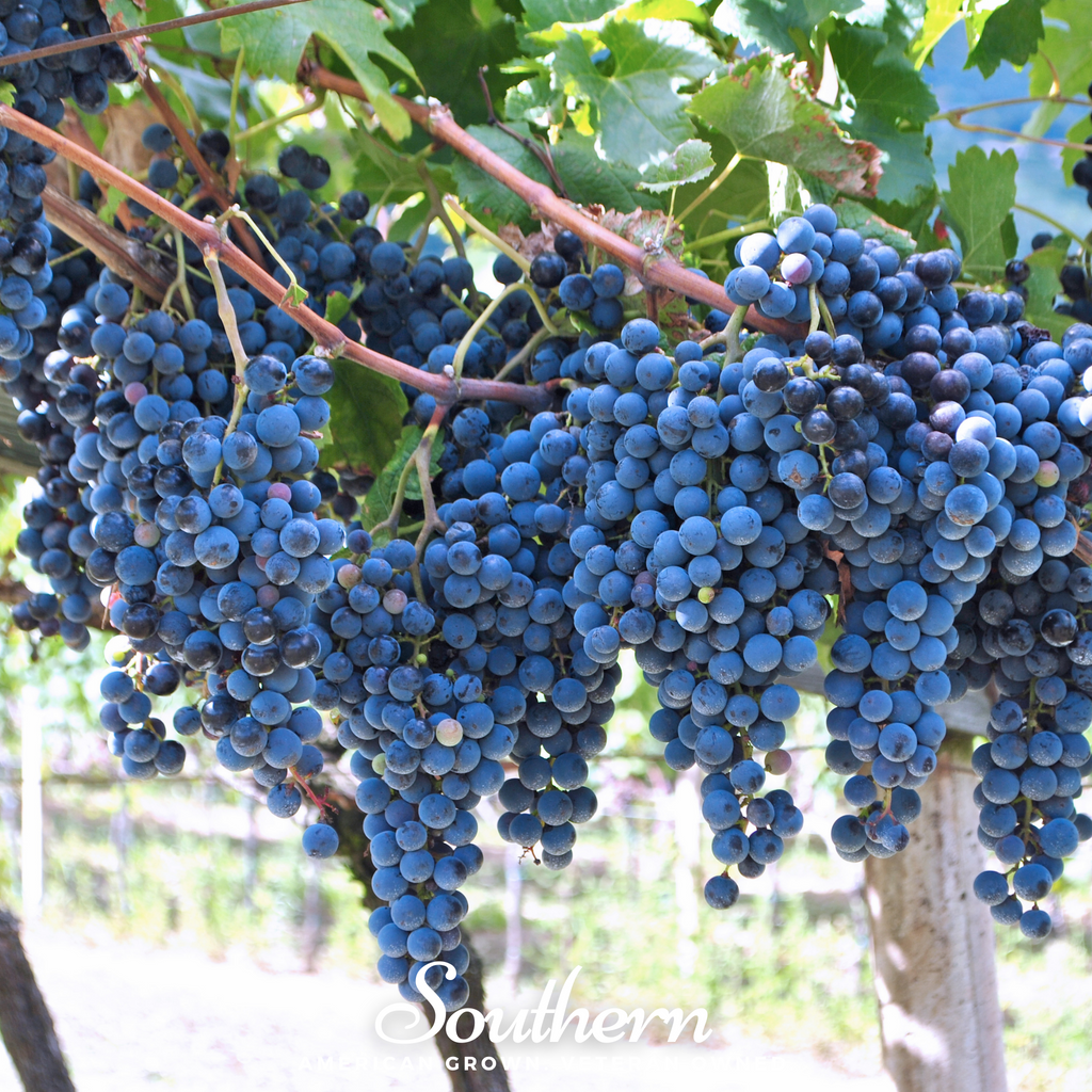 Grapes, Wine - (Vitis vinifera) - 35 Seeds - Southern Seed Exchange
