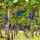 Grapes, Wine - (Vitis vinifera) - 35 Seeds - Southern Seed Exchange