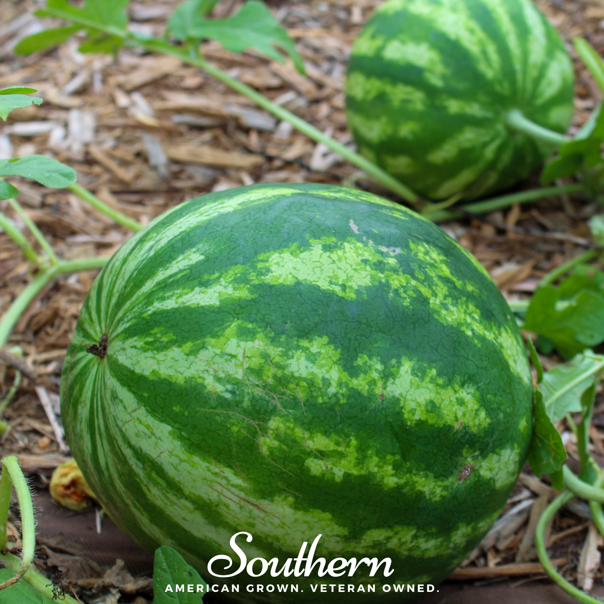 Watermelon, Crimson Sweet (Citrullus lanatus) - 25 Seeds - Southern Seed Exchange