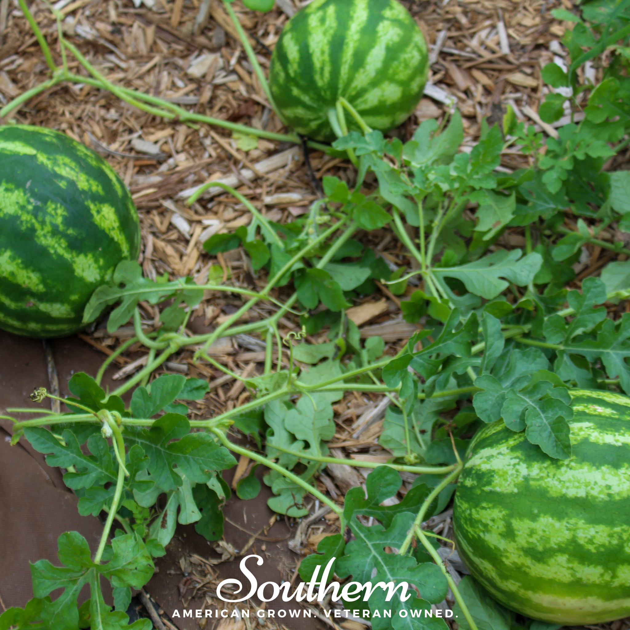 Watermelon, Crimson Sweet (Citrullus lanatus) - 25 Seeds - Southern Seed Exchange