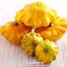 Squash, Scallop Yellow Bush - Summer (Cucurbita pepo) - 25 seeds - Southern Seed Exchange