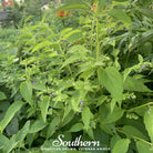 Skullcap, Official - Mad Dog (Scutellaria lateriflora) -50 Seeds - Southern Seed Exchange