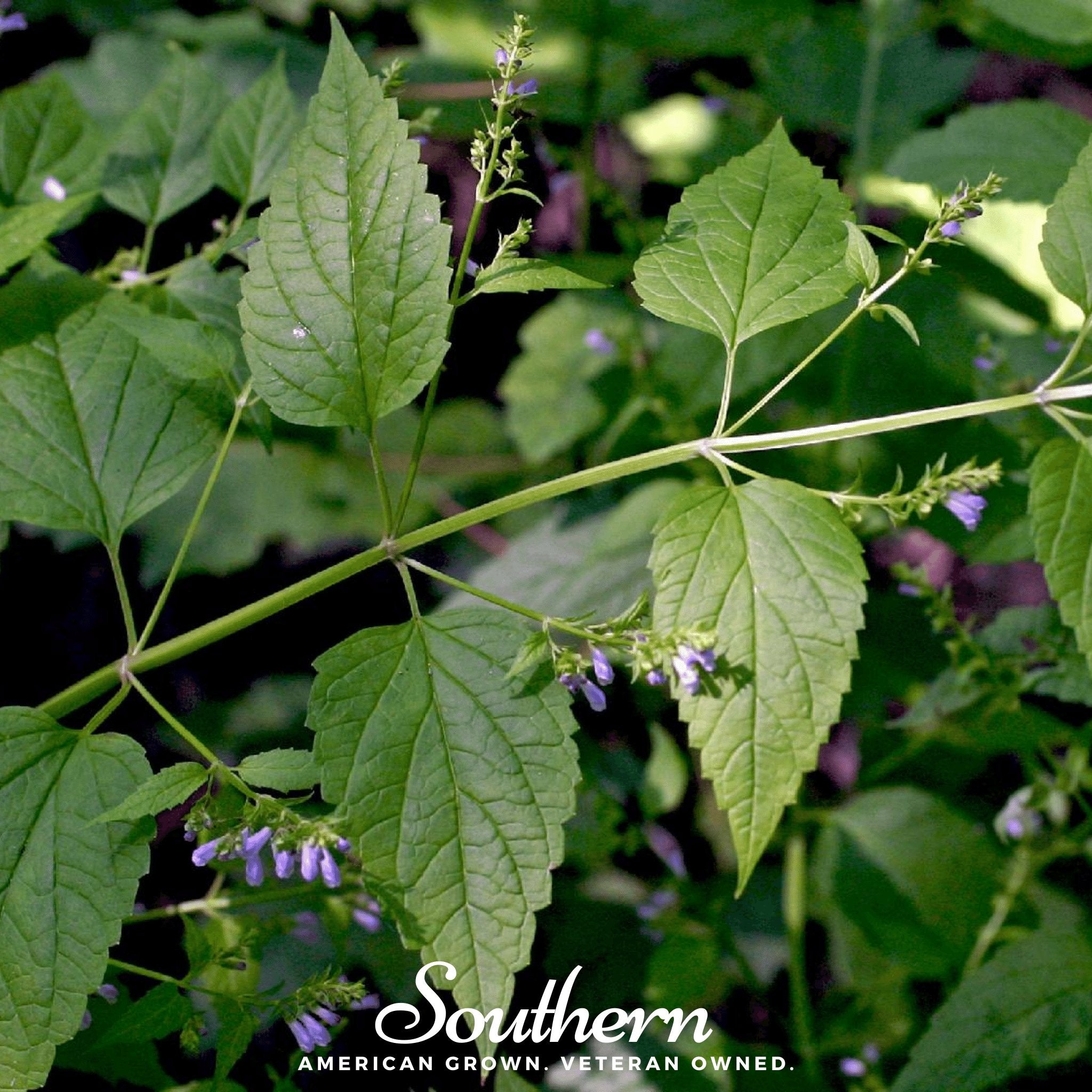 Skullcap, Official - Mad Dog (Scutellaria lateriflora) -50 Seeds - Southern Seed Exchange