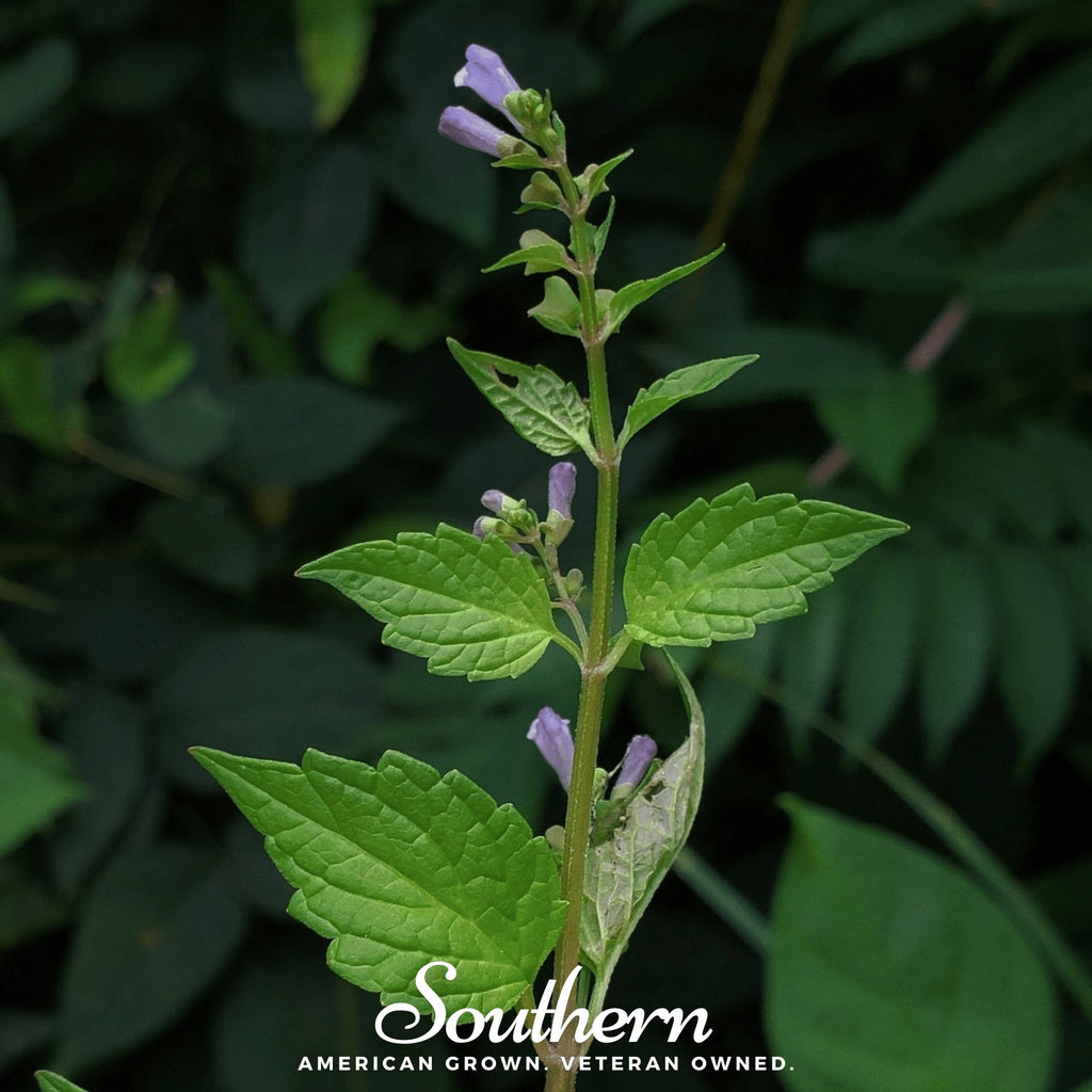 Skullcap, Official - Mad Dog (Scutellaria lateriflora) -50 Seeds - Southern Seed Exchange