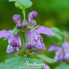 Skullcap, Official - Mad Dog (Scutellaria lateriflora) -50 Seeds - Southern Seed Exchange