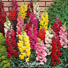 Snapdragon, Tetra Mix (Antirrhinum majus) - 200 Seeds - Southern Seed Exchange