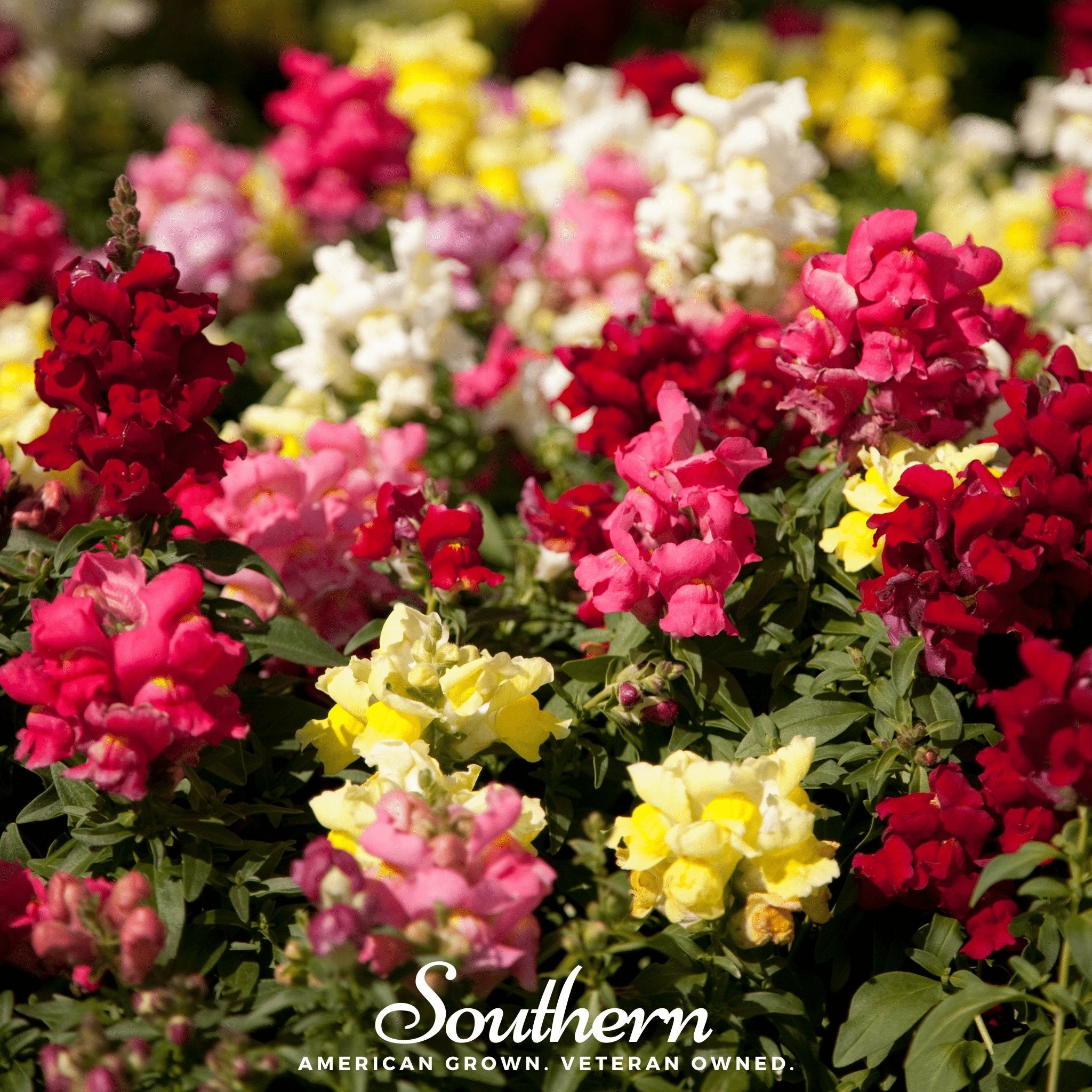 Snapdragon, Tetra Mix (Antirrhinum majus) - 200 Seeds - Southern Seed Exchange