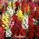 Snapdragon, Tetra Mix (Antirrhinum majus) - 200 Seeds - Southern Seed Exchange