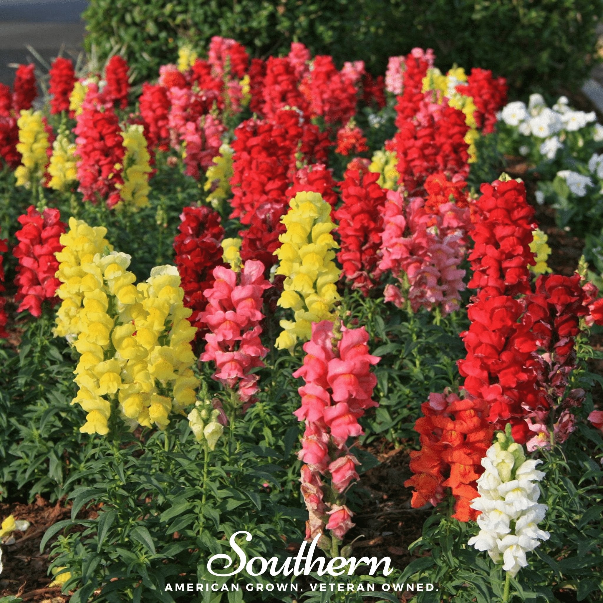 Snapdragon, Tetra Mix (Antirrhinum majus) - 200 Seeds - Southern Seed Exchange