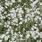 Snow in Summer, Chickweed (Cerastium Biebersteinii) - 100 Seeds - Southern Seed Exchange