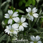 Snow in Summer, Chickweed (Cerastium Biebersteinii) - 100 Seeds - Southern Seed Exchange