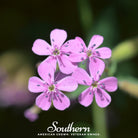 Soapwort, Rock (Saponaria Vaccaria Alba) - 100 Seeds - Southern Seed Exchange