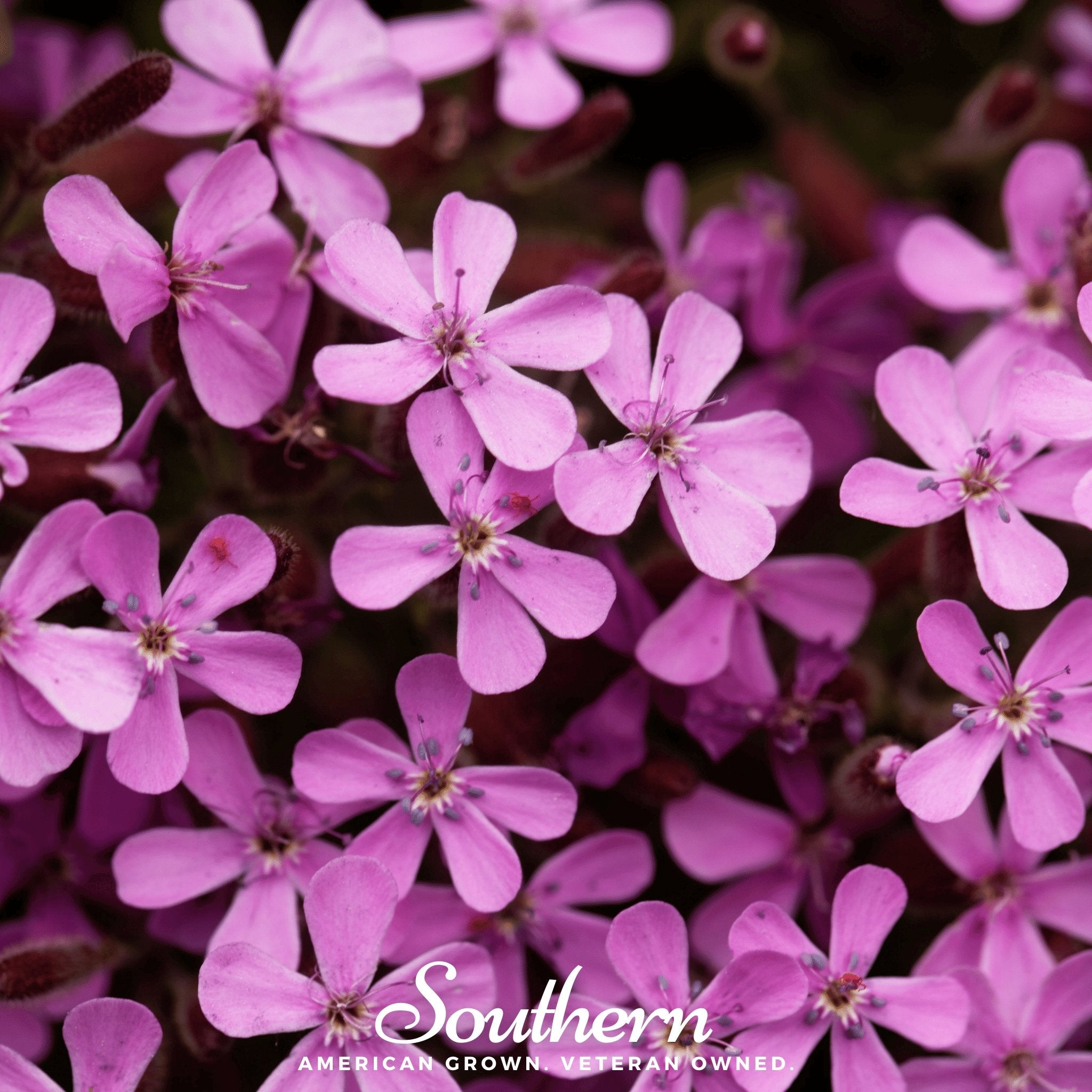 Soapwort, Rock (Saponaria Vaccaria Alba) - 100 Seeds - Southern Seed Exchange