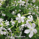 Soapwort - Saponaria (Saponaria Vaccaria Alba) - 100 Seeds - Southern Seed Exchange