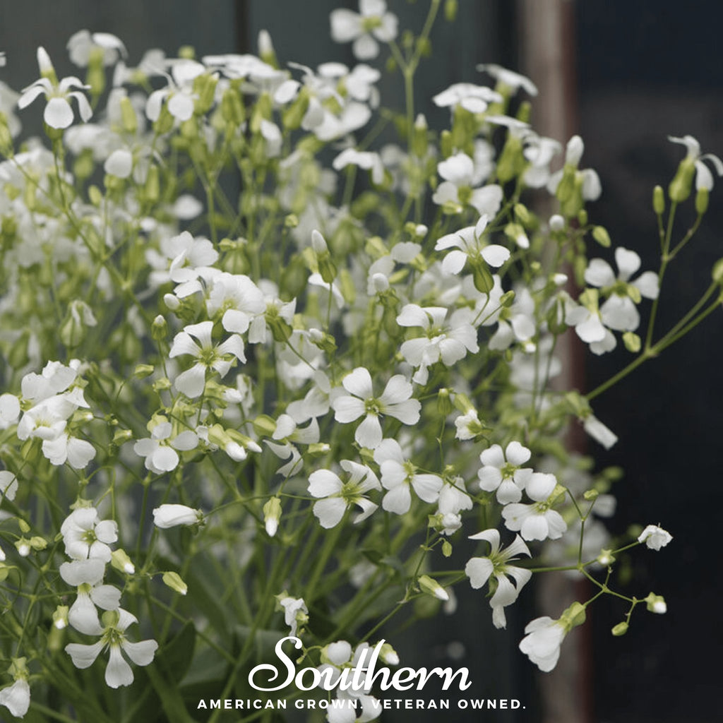 Soapwort - Saponaria (Saponaria Vaccaria Alba) - 100 Seeds - Southern Seed Exchange