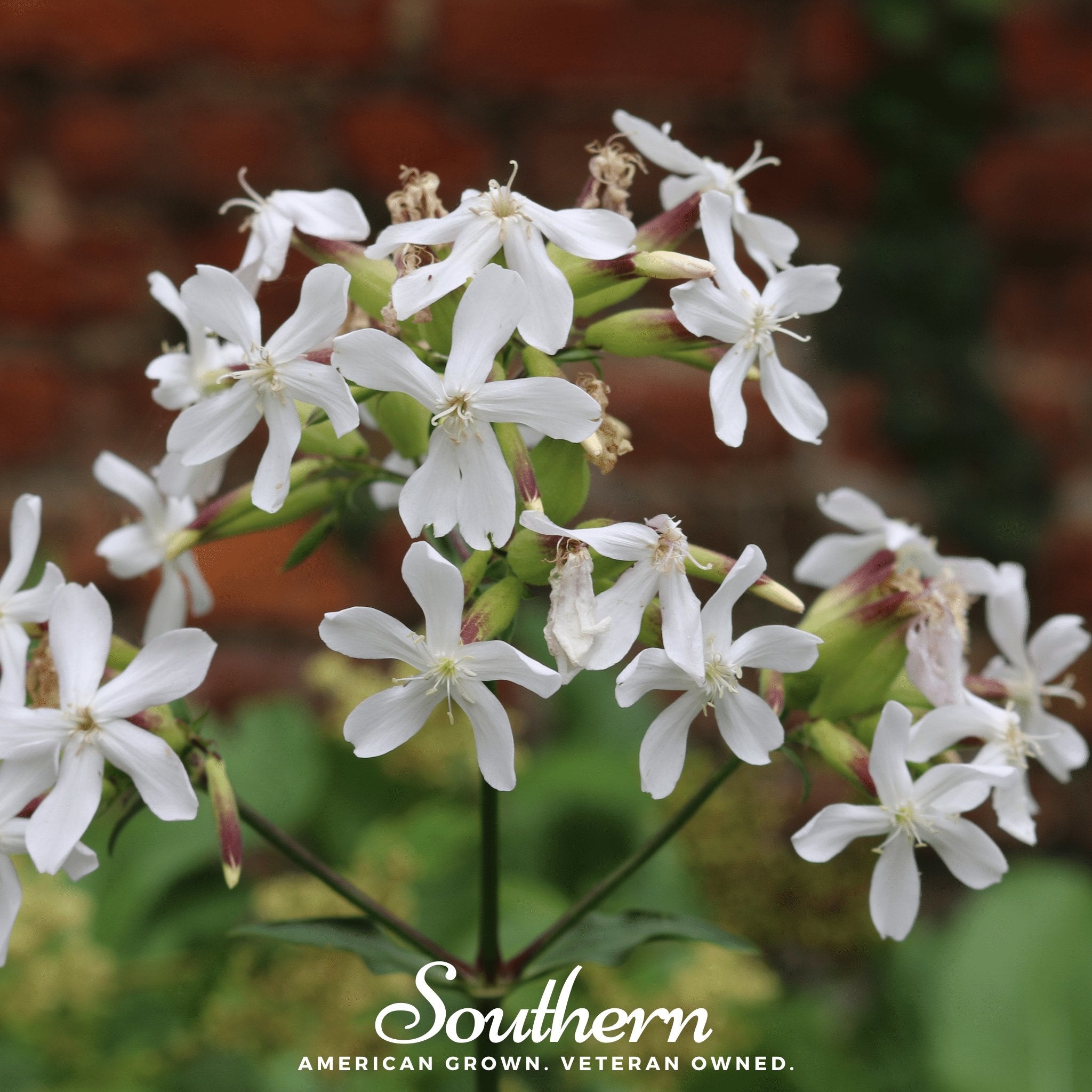 Soapwort - Saponaria (Saponaria Vaccaria Alba) - 100 Seeds - Southern Seed Exchange