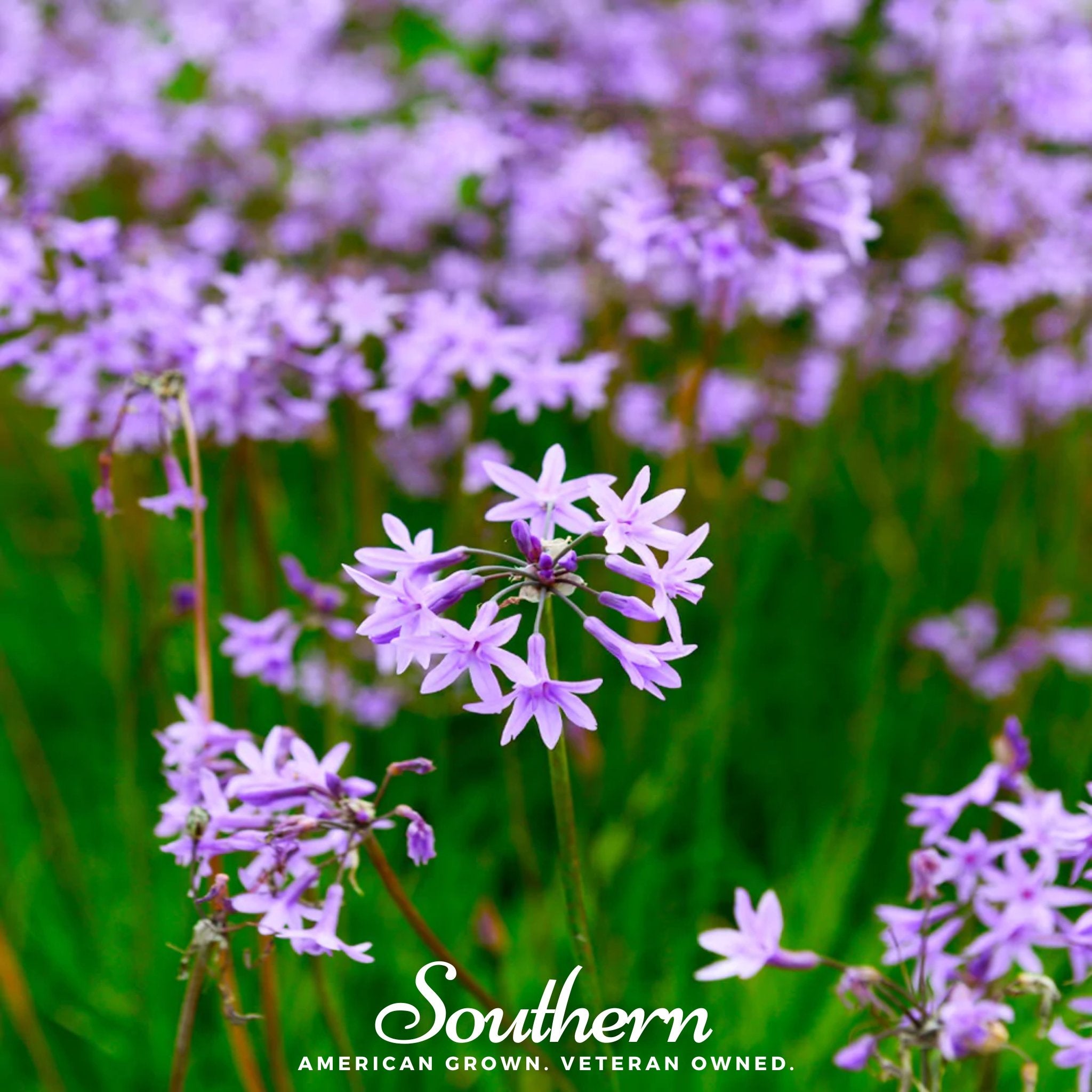 Society Garlic (Tulbaghia violacea) - 20 Seeds - Southern Seed Exchange