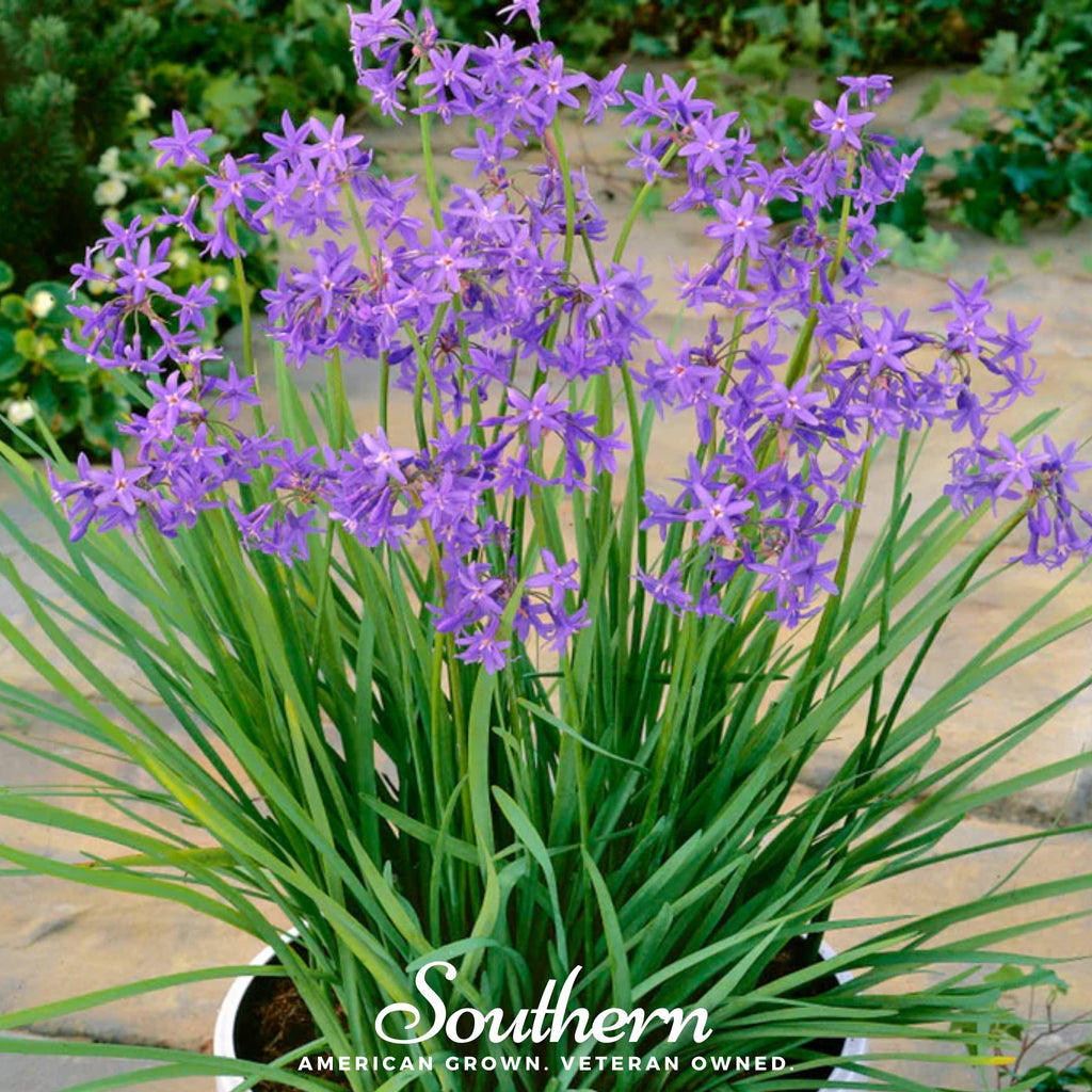 Society Garlic (Tulbaghia violacea) - 20 Seeds - Southern Seed Exchange