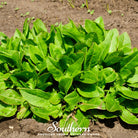 Sorrel, Garden (Rumex Acetosa) - 200 Seeds - Southern Seed Exchange