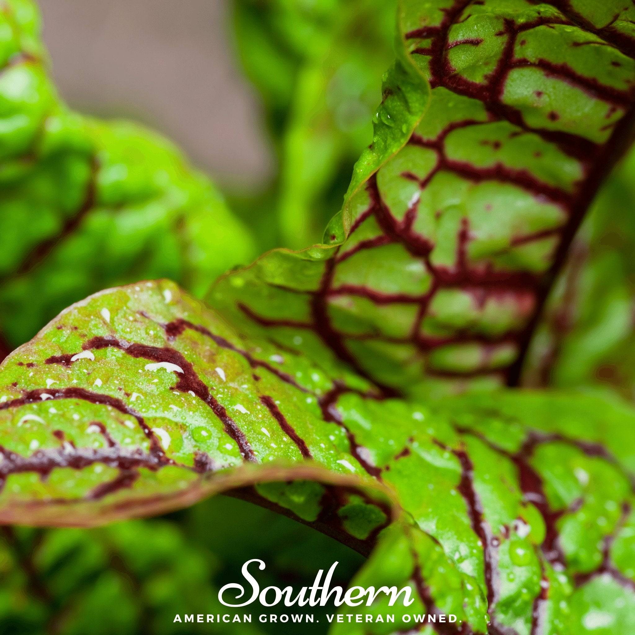 Sorrel, Red Veined (Rumex sanguineus) - 200 Seeds - Southern Seed Exchange