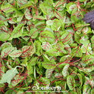 Sorrel, Red Veined (Rumex sanguineus) - 200 Seeds - Southern Seed Exchange