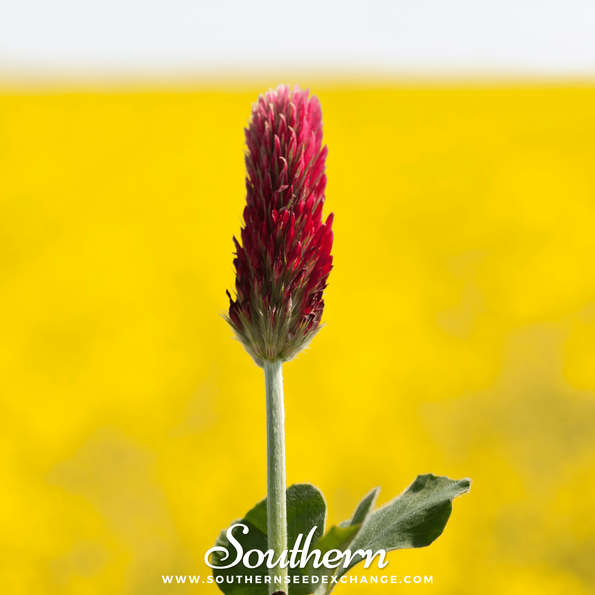 Southern Seed Exchange Clover, Crimson "Dixie" (Trifolium Incarnatum) - 1000 Seeds