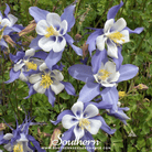 Southern Seed Exchange Columbine, Dwarf (Aquilegia coerulea) - 100 Seeds