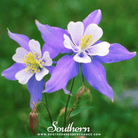 Southern Seed Exchange Columbine, Dwarf (Aquilegia coerulea) - 100 Seeds