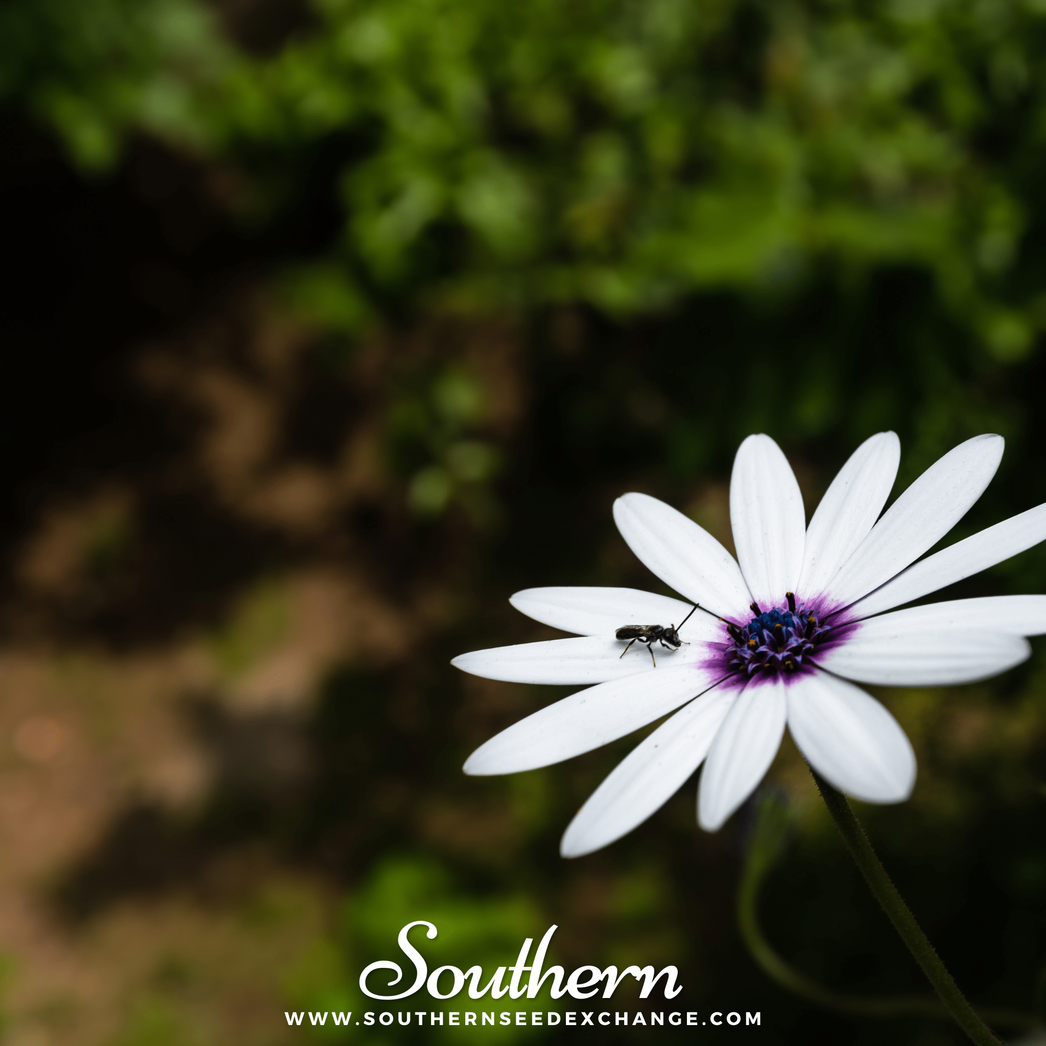 Southern Seed Exchange Daisy, African White (Dimorphotheca Sinuata) - 25 Seeds