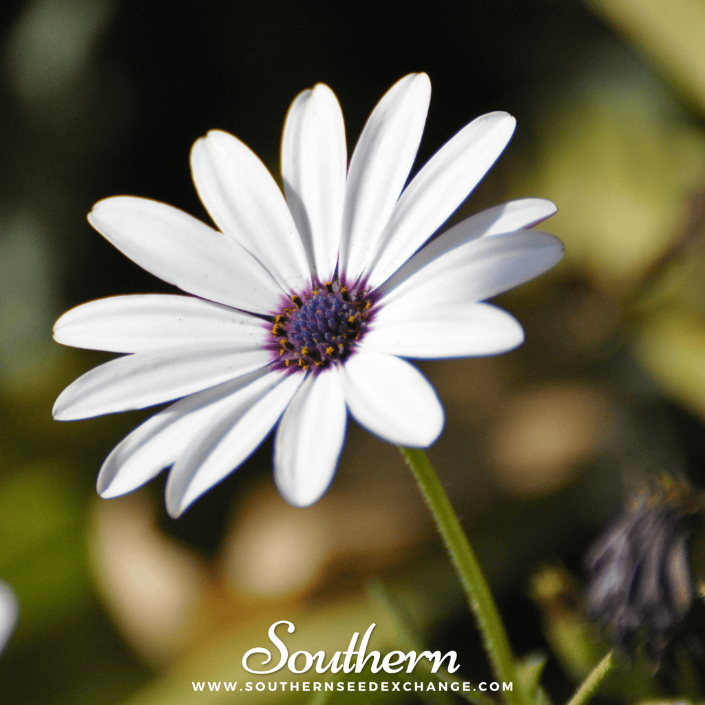 Southern Seed Exchange Daisy, African White (Dimorphotheca Sinuata) - 25 Seeds