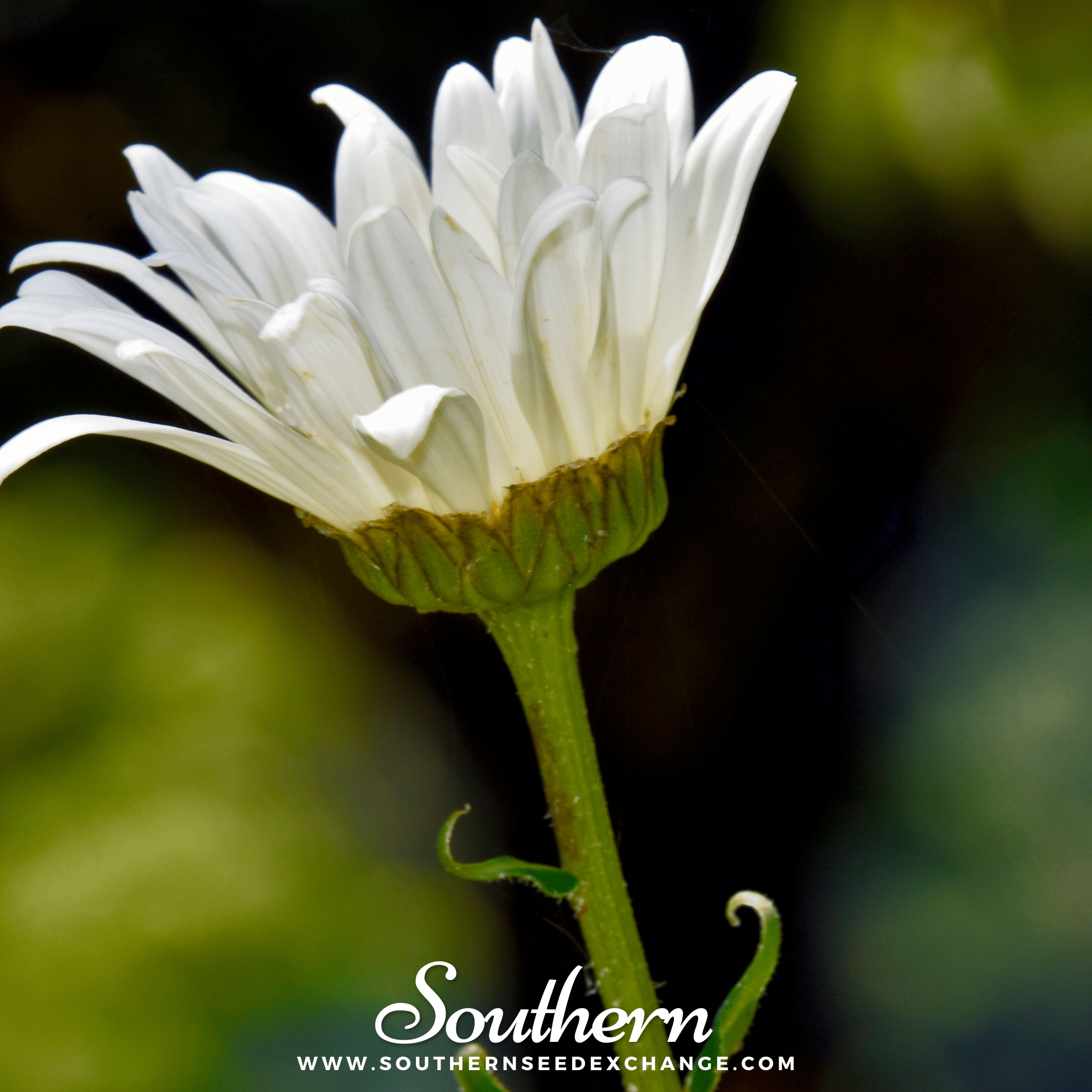 Southern Seed Exchange Daisy, Alaska Shasta (Chrysanthemum maximum) - 100 Seeds