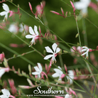 Southern Seed Exchange Gaura (Gaura lindheimeri) - 100 Seeds