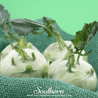 Southern Seed Exchange Kohlrabi, Early White Vienna (Brassica oleracea) - 100 Seeds