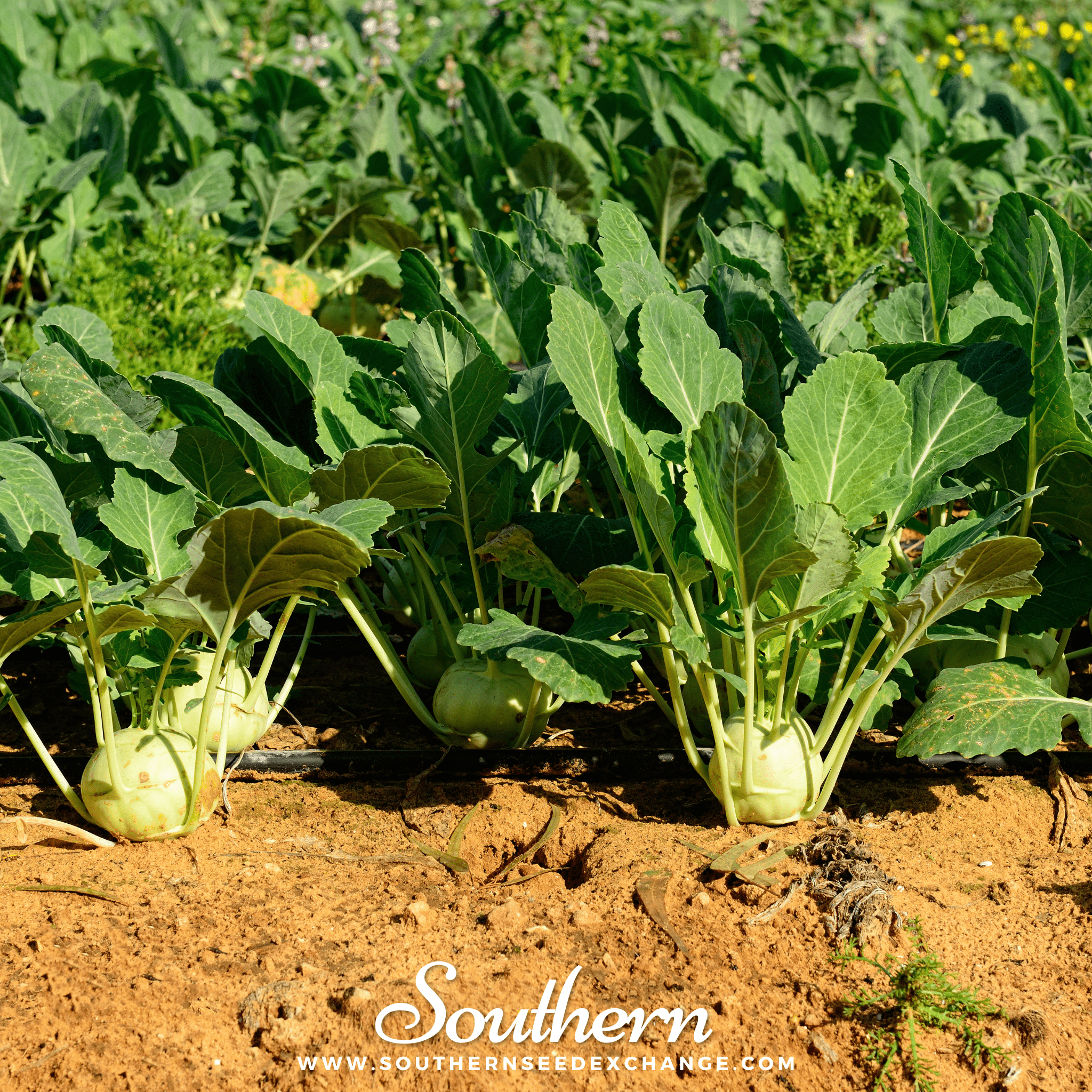 Southern Seed Exchange Kohlrabi, Early White Vienna (Brassica oleracea) - 100 Seeds