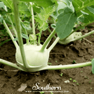 Southern Seed Exchange Kohlrabi, Early White Vienna (Brassica oleracea) - 100 Seeds