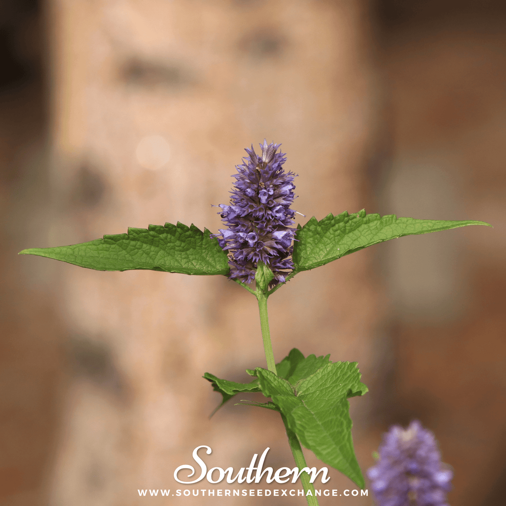 Southern Seed Exchange Korean Mint (Agastache Rugosa) - 50 Seeds