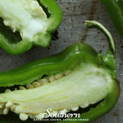 Southern Seed Exchange Pepper, Jalapeño Early (Capsicum annuum) - 25 Seeds