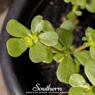 Southern Seed Exchange Purslane, Green (Portulaca Oleracea Sativa) - 100 Seeds