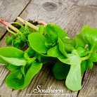 Southern Seed Exchange Purslane, Green (Portulaca Oleracea Sativa) - 100 Seeds