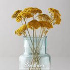 Southern Seed Exchange Yarrow, Golden Parker (Achillea Filipendulina Parker) - 200 Seeds