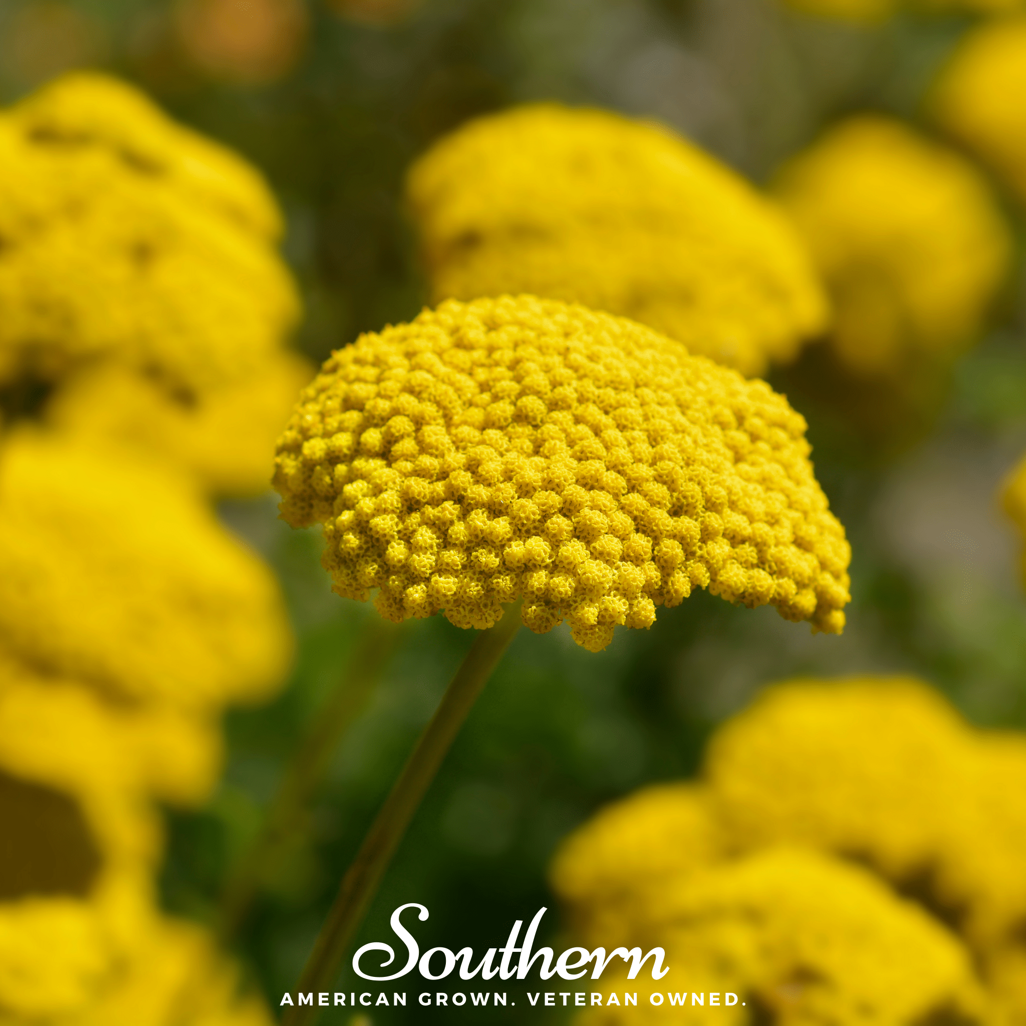 Southern Seed Exchange Yarrow, Golden Parker (Achillea Filipendulina Parker) - 200 Seeds