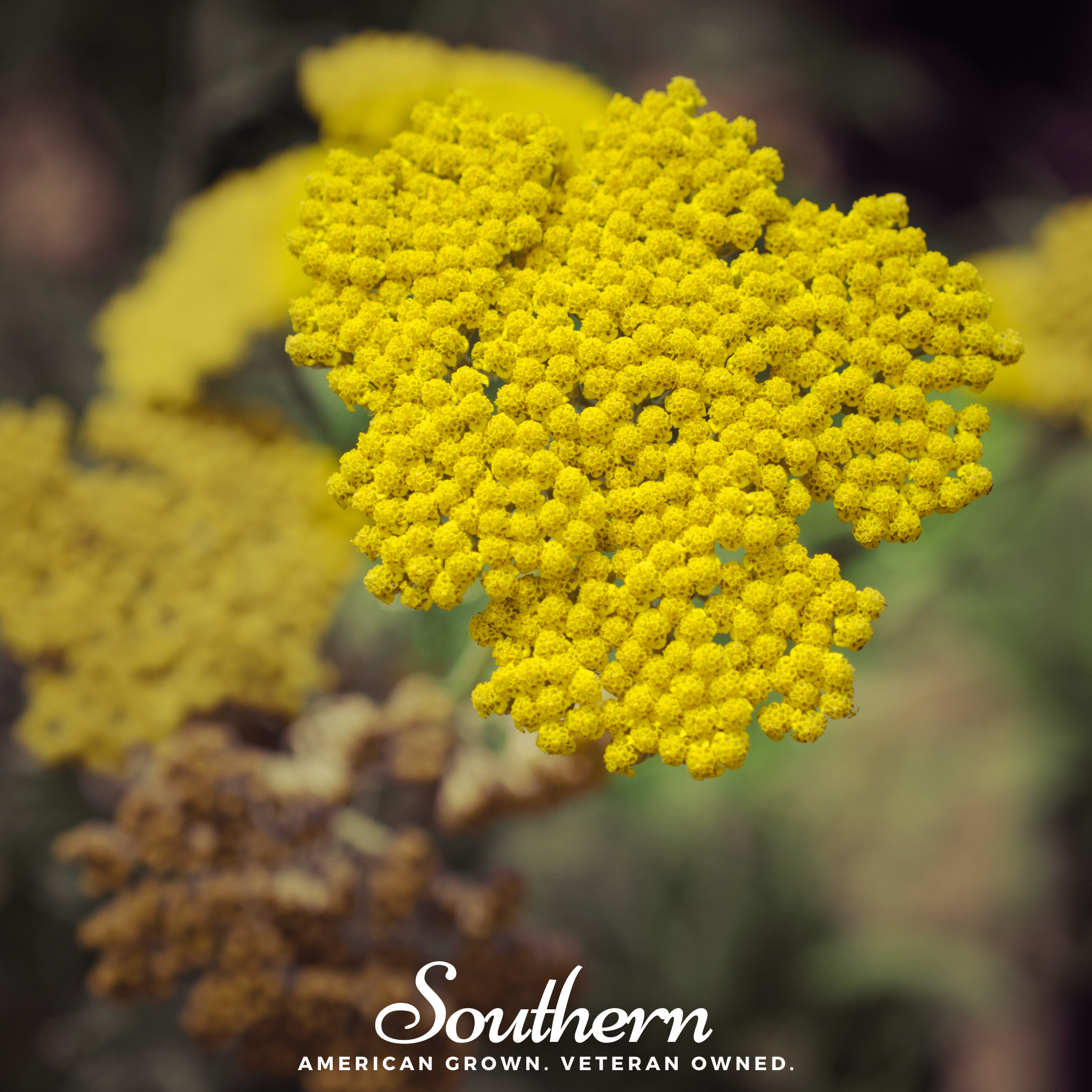 Southern Seed Exchange Yarrow, Golden Parker (Achillea Filipendulina Parker) - 200 Seeds