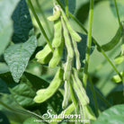 Soybean, Tohya (Glycine max) - 50 Seeds - Southern Seed Exchange