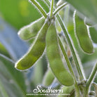 Soybean, Tohya (Glycine max) - 50 Seeds - Southern Seed Exchange