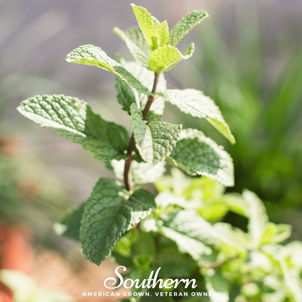 Spearmint (Mentha Spicata) - 200 Seeds - Southern Seed Exchange